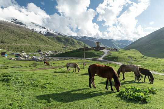 Horse grazing above Ushguli village in the Caucasus