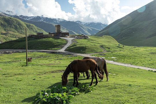 Horse grazing above Ushguli village in the Caucasus
