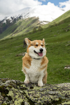 Pembroke Welsh Corgi in front of snowy Caucasus mountains