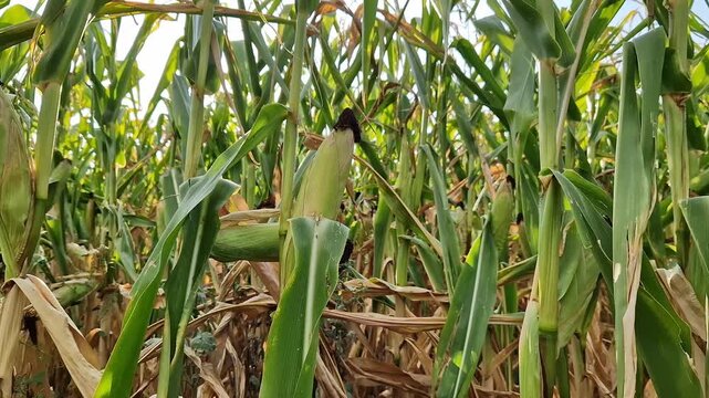Young corn cob on a stalk in the field. Green leaves of the plant close-up on a sunny day. Concept of agriculture, growing crops and harvesting. Fresh corn ripening on a farm under the open sky