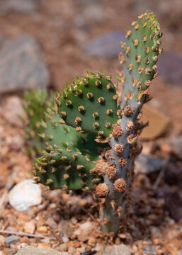 Young but mightly prickly pear cactus with multiple paddles already