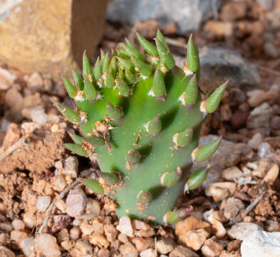 Very young prickly pear cactus just growing its needles