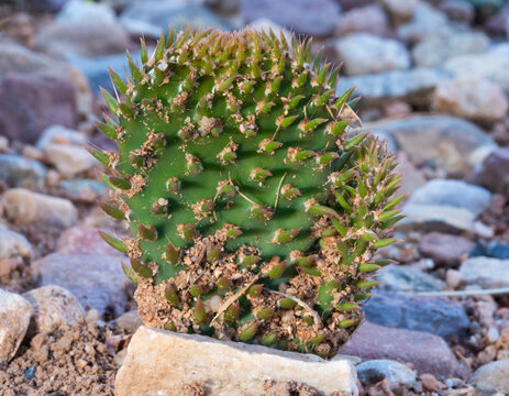 Prickly pear cactus that has just begun to grow