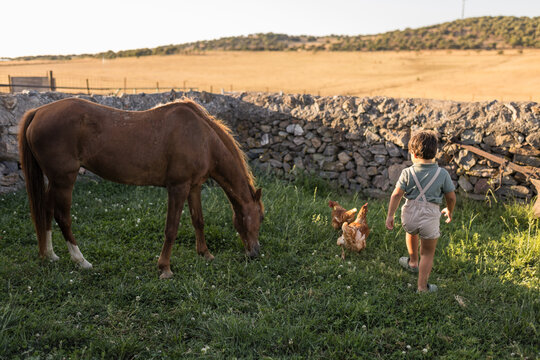 Little boy chasing hen on green grass next to horse