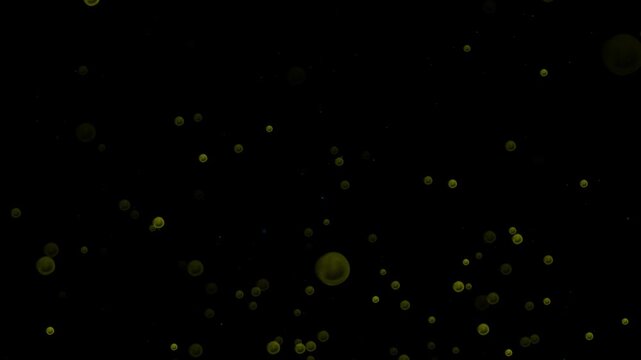 particular animation