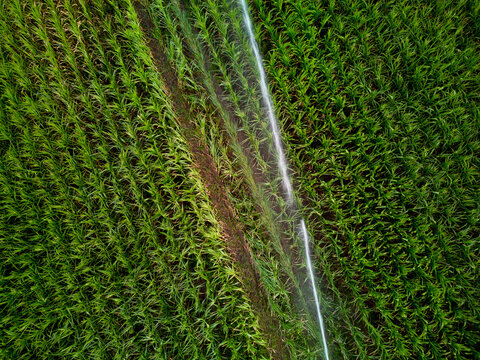 Rice Fields During Irrigation in a Rural Area