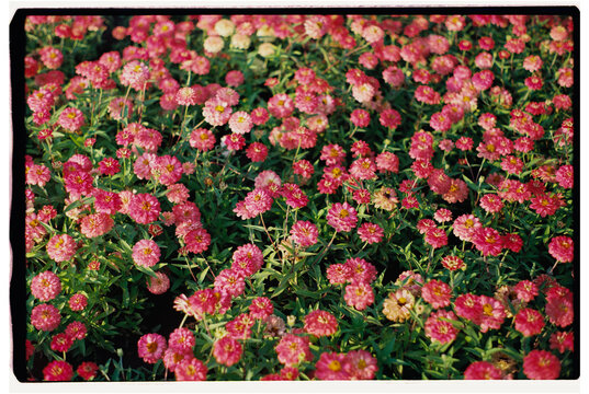 Closeup of Blooming Pink Zinnia Flowers