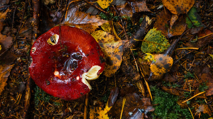 Rússula xerampelína