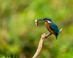 Fototapeta premium Common kingfisher (Alcedo atthis)