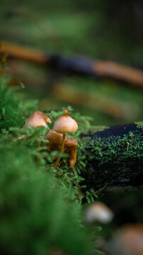 Galerina moss