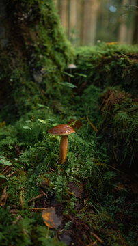 Polish mushroom, or chestnut boletus