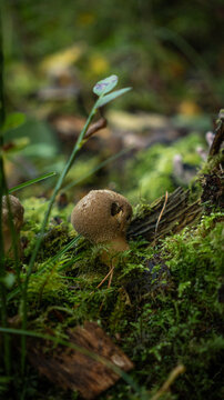 Edible puffball