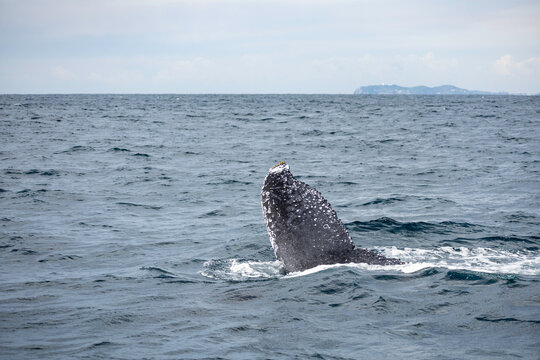 Humpback whale tail above water in Australia