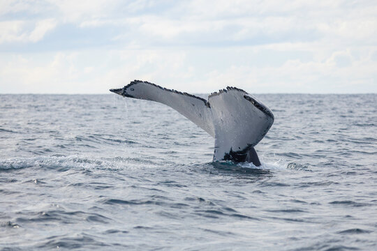 Humpback whale tail above water in Australia