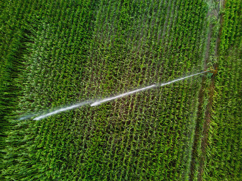 Irrigation System Watering a Cornfield in Bright Sunlight
