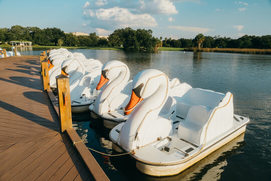 Swan paddle boats in lake.  City Park,  New Orleans
