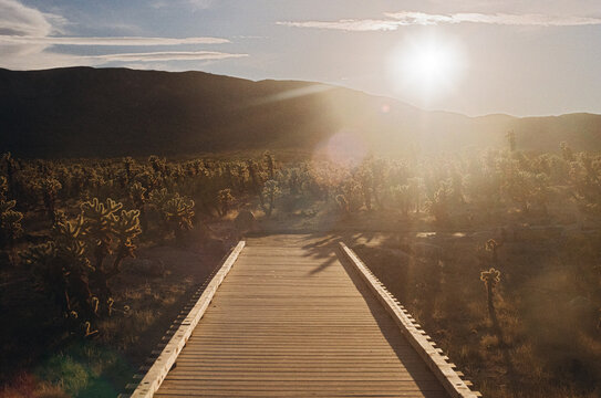 Golden Hour Cholla Garden