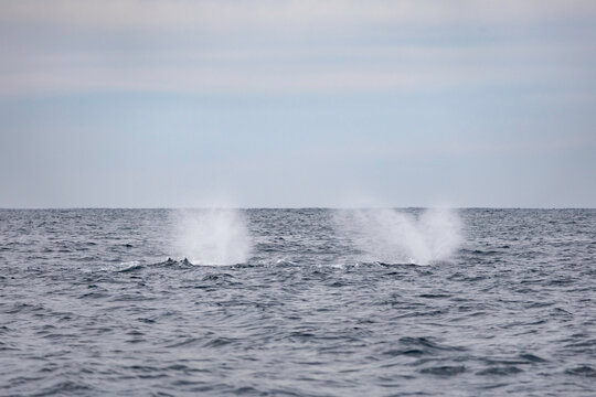 Pair of water spouts from whales under the water