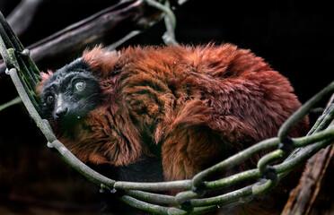 Fototapeta premium Red ruffed lemur in the hammock. Latin name - Varecia rubra