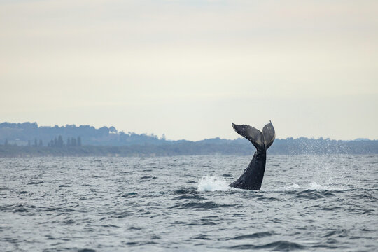 Humpback whale tail above water in Australia