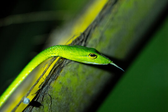 WOOD SNAKE