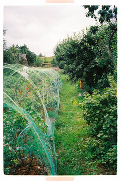 Lush home garden with protective netting over berry bushes