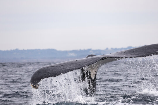 Humpback whale tail above water in Australia