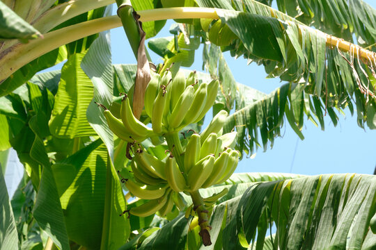 Banana bunch growing in Tree