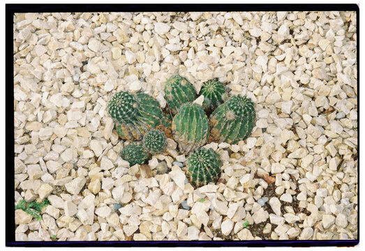 Prickly Pear Cactus Closeup