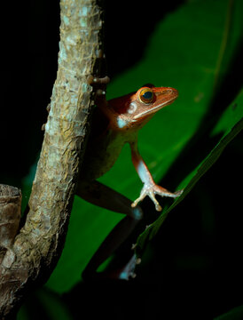 NINJA FROG
