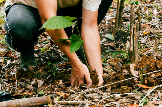 Hands Planting a Cacao Seedling