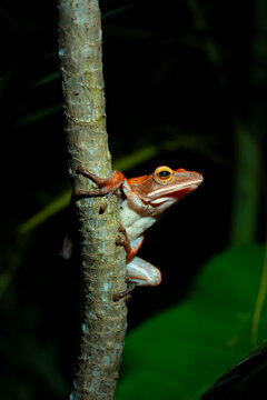 NINJA FROG