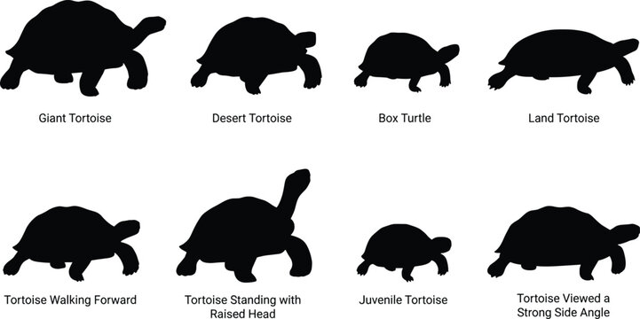 Collection of black tortoise silhouettes in different poses and species isolated on white background for wildlife and nature design