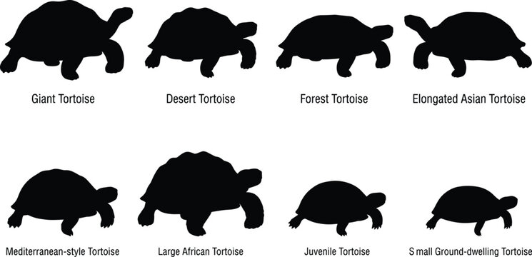 Turtle silhouette growth sequence showing shell development from hatchling to mature tortoise isolated on white background