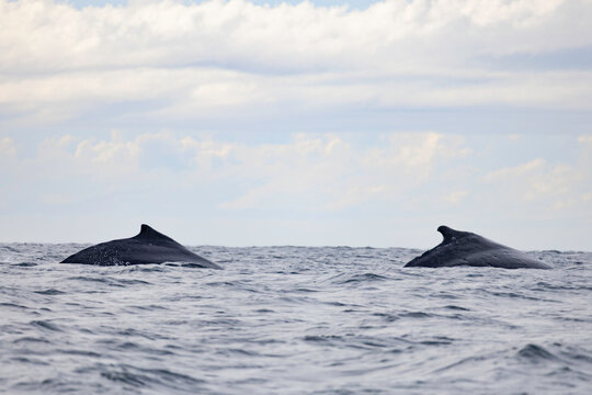 Pair of humpback whales protruding from the ocean surface