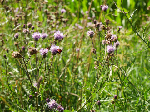 Butterfly, Red and Black Burnet Moth, Zygaena sp., among Flowering Thistles in Summer Meadow