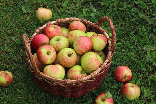 Basket of fresh red and green apples on grass in a sunny orchard, representing fruit harvest, gardening, and rural agriculture.