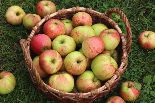 Basket of fresh red and green apples on grass in a sunny orchard, representing fruit harvest and rural agriculture. view from above