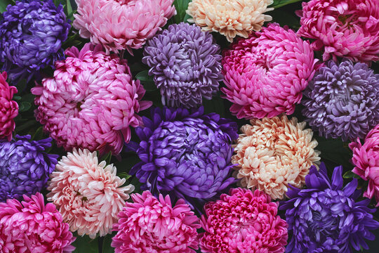 Colorful aster flowers in pink, purple, magenta, peach and white with green leaves, viewed from above, floral background.