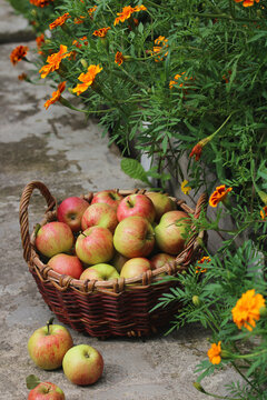 Wicker basket filled with fresh red and green apples surrounded by blooming orange marigolds in a garden, symbolizing seasonal harvest, gardening, agriculture, natural abundance