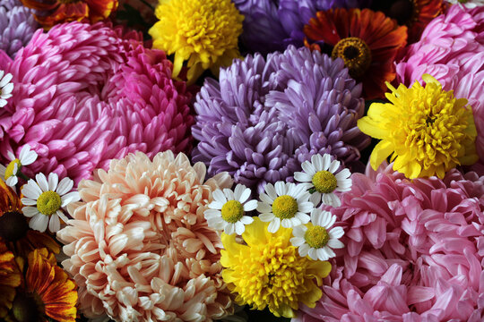 Top view of a vibrant floral background filled with colorful asters daisies, and seasonal flowers, creating a rich natural flower texture.