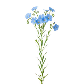 Beautiful blue flax flower stem with green leaves isolated on transparent background