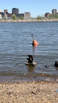 Cormorant Resting on a Rock by a Modern City Waterfront