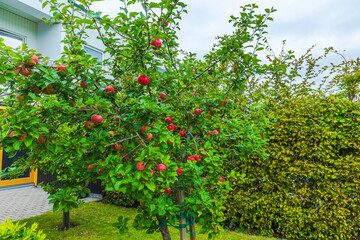 Obraz premium Beautiful view of apple trees laden with ripe fruit in garden beside modern house. Sweden.