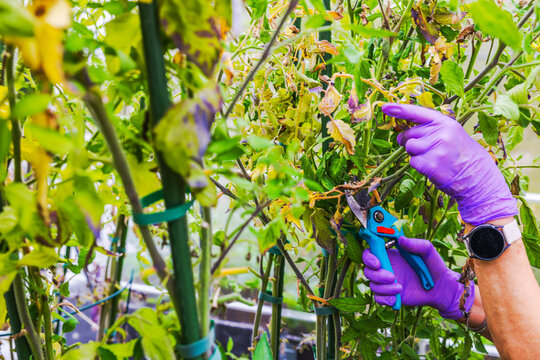 Close-up view of gardener pruning diseased leaves from tomato plants with pruning shears. Sweden.