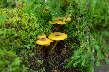 Fototapeta premium Cluster of yellow tricholomopsis mushrooms growing under spruce branches in a mossy forest
