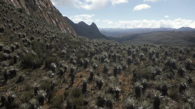Aerial drone view of the high-altitude Sumapaz Paramo ecosystem in Colombia featuring native frailejon plants, glacial lakes, and rugged Andean mountains.