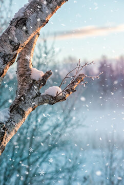 Snowflakes falling on snowy branches of a tree in winter landscape  