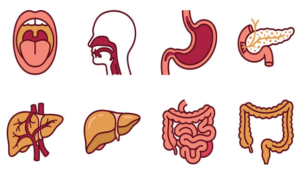 Human digestive system internal organs line icons set featuring stomach liver intestines and pancreas anatomy vector illustration design