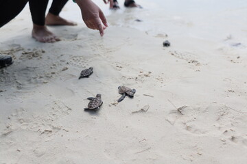 releasing baby turtle on the beach © Wherearedi
